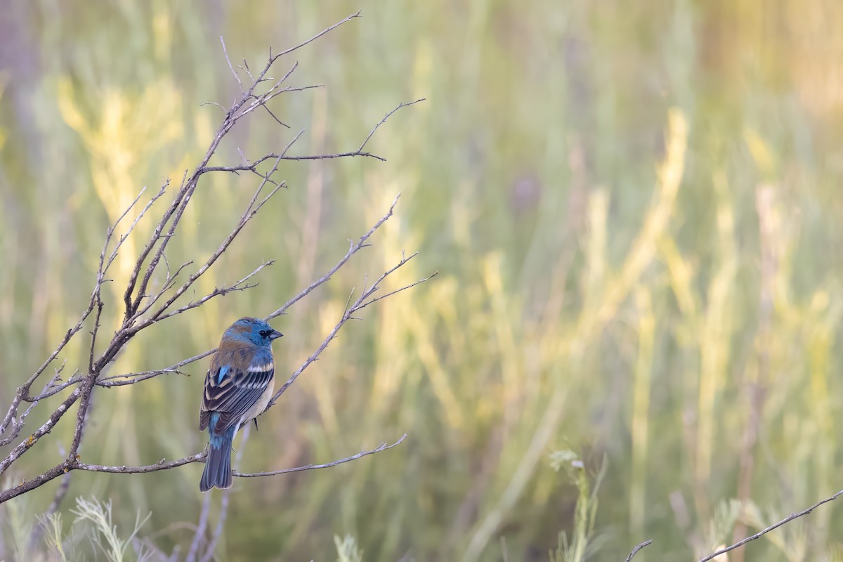 Lazuli Bunting - ML624335078