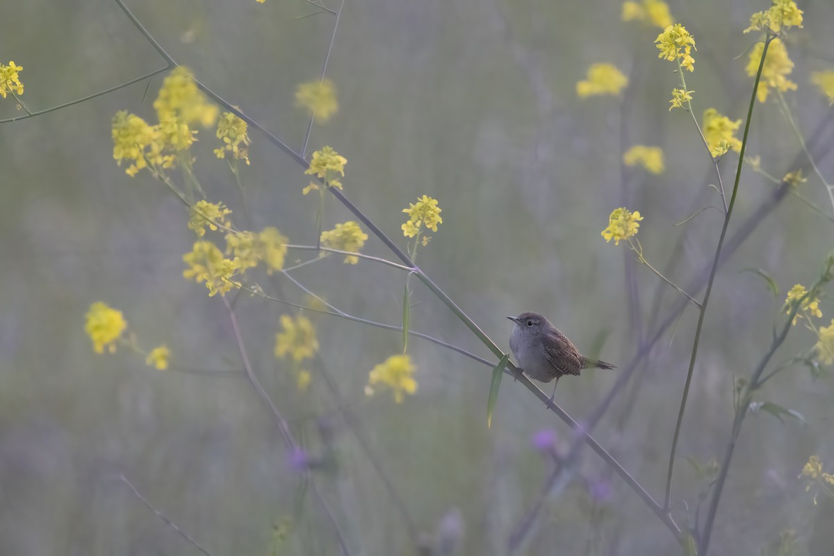Northern House Wren - ML624335082