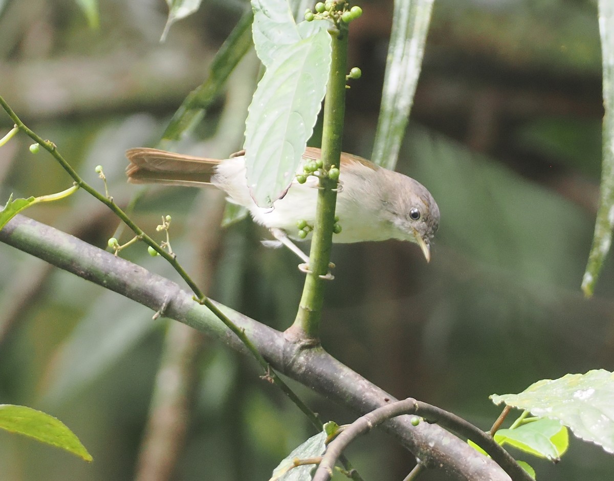 Brown Fulvetta - ML624335086