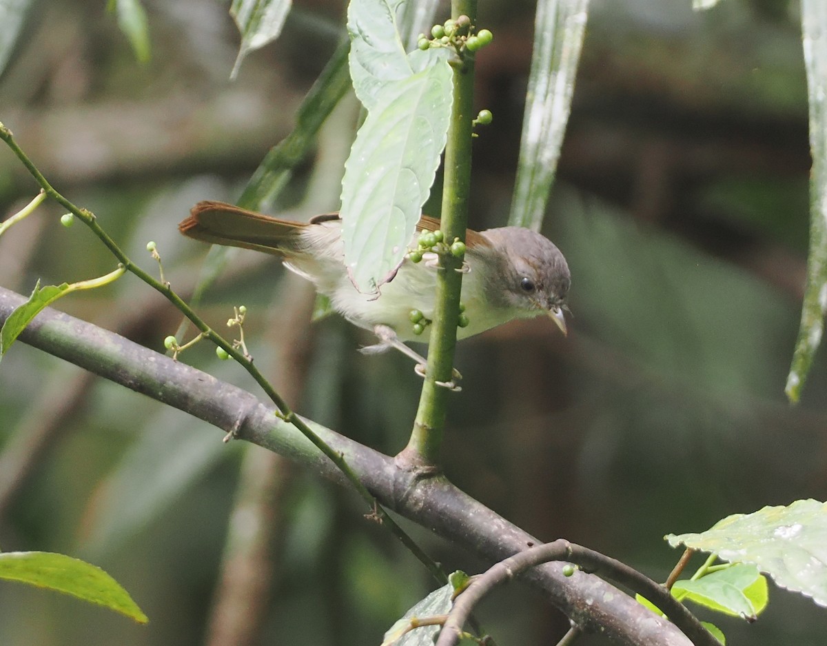 Brown Fulvetta - ML624335105