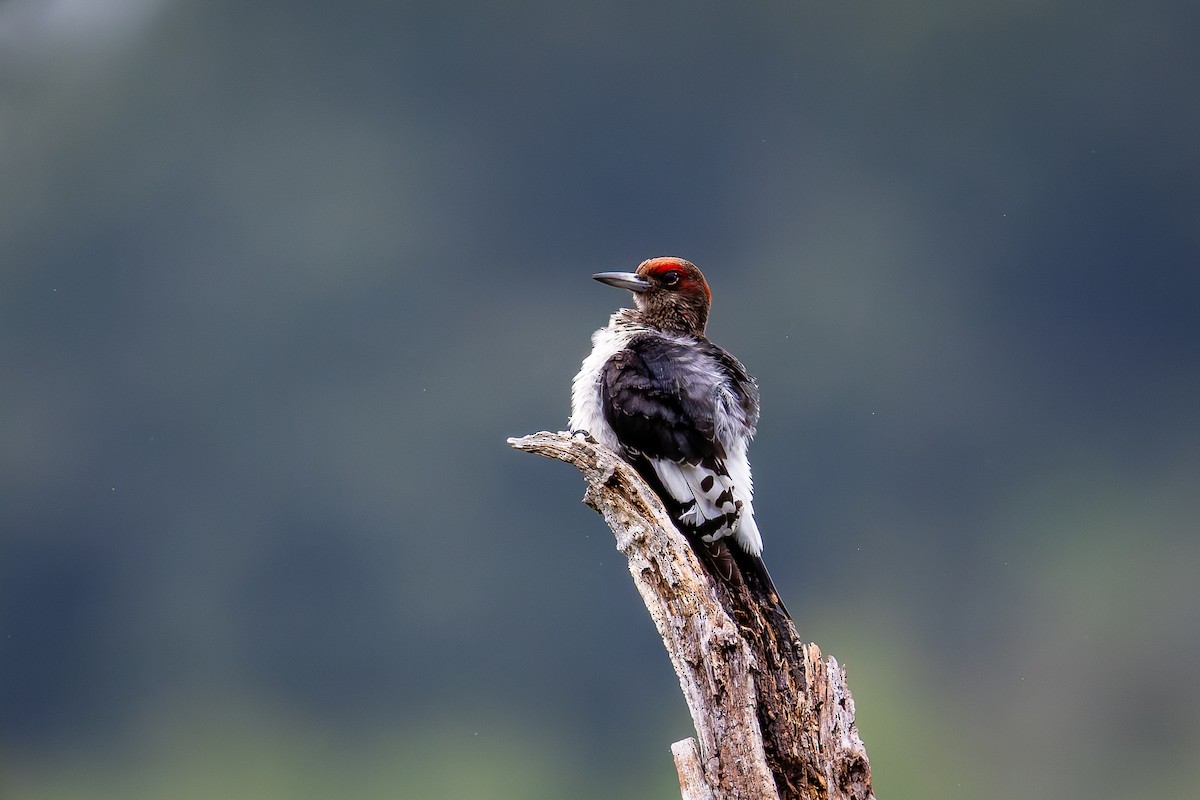 Red-headed Woodpecker - Rob Upchurch