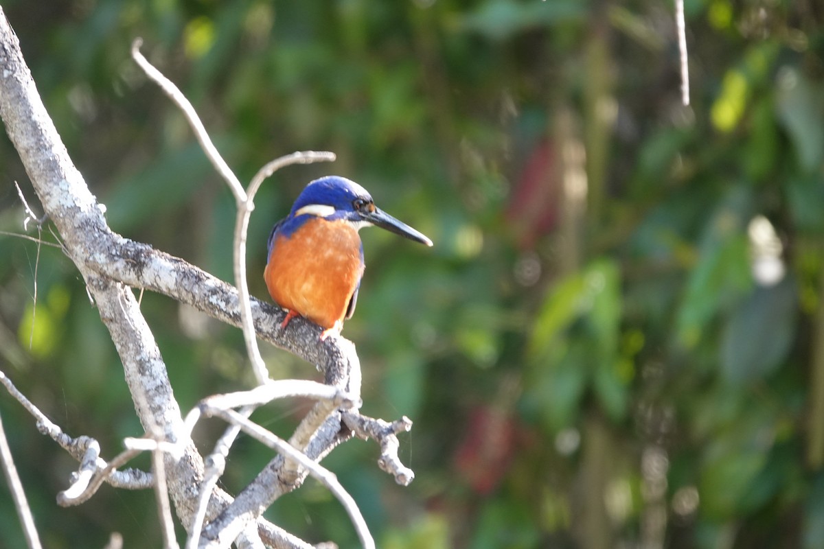 Azure Kingfisher - ML624335131