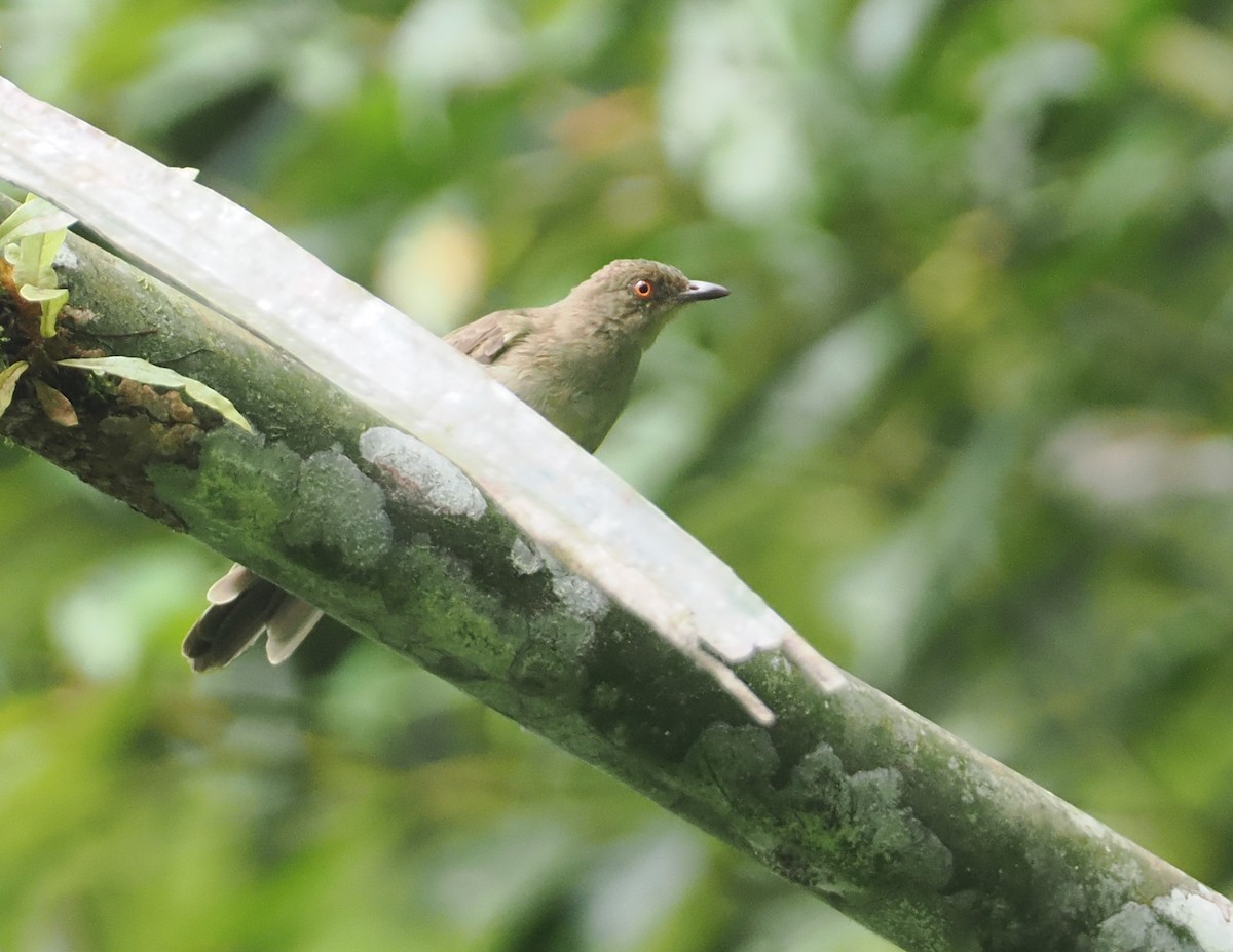 Red-eyed Bulbul - ML624335176