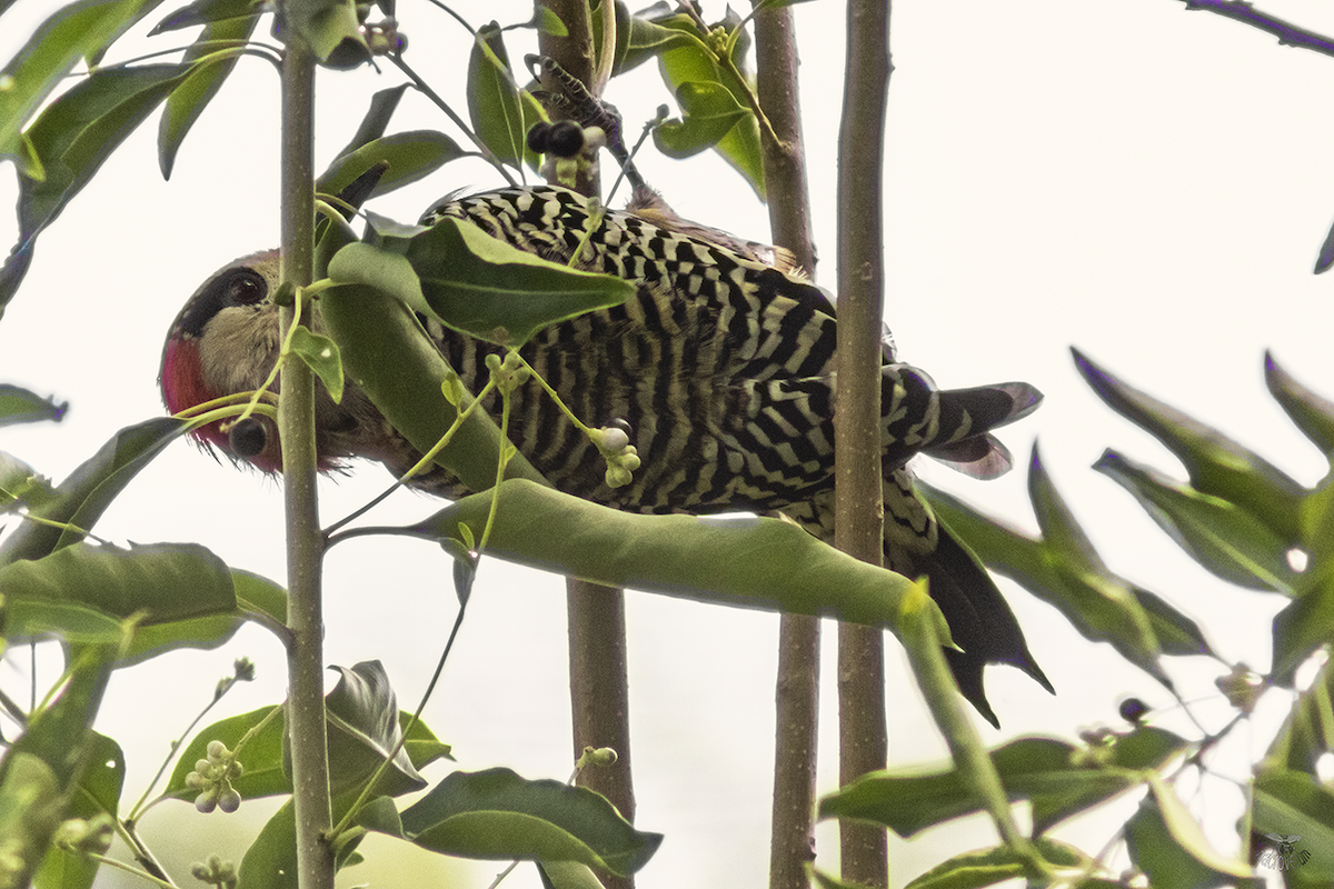 West Indian Woodpecker - ML624335218