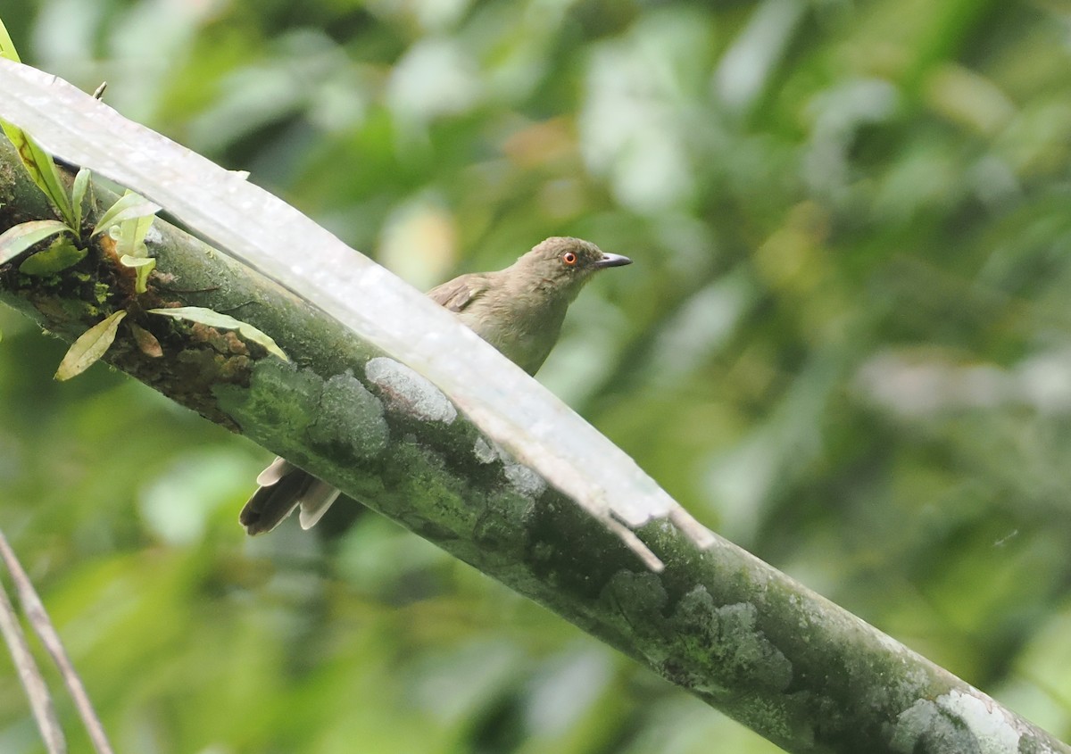 Red-eyed Bulbul - ML624335222