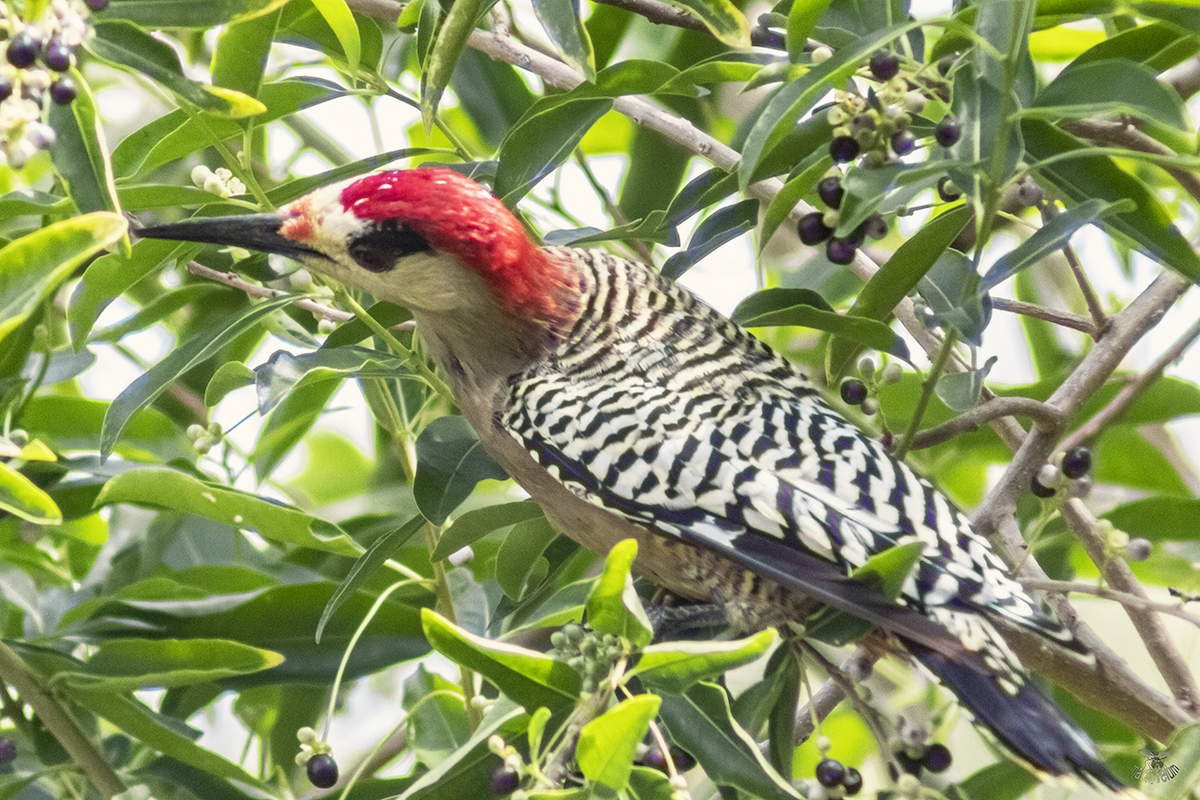 West Indian Woodpecker - ML624335228