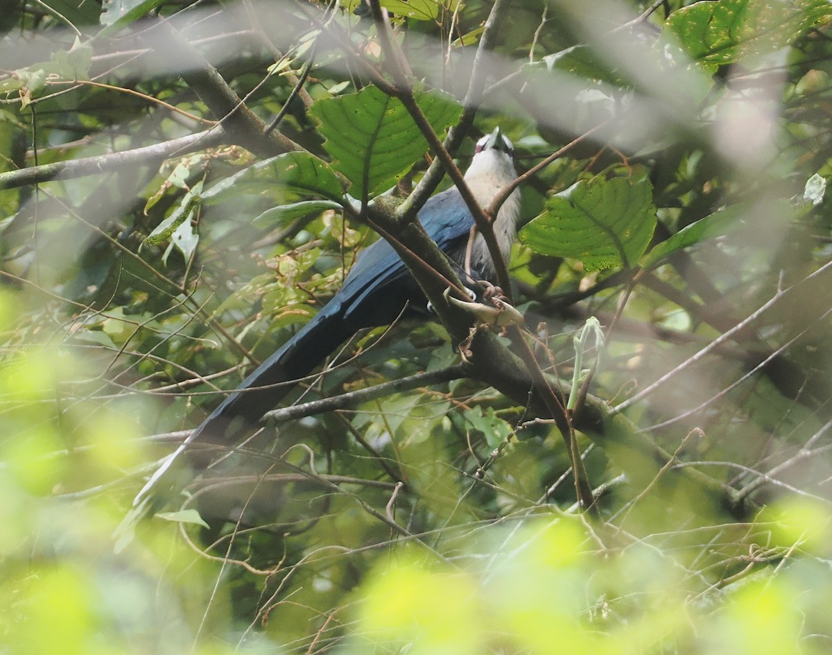 Black-bellied Malkoha - ML624335275