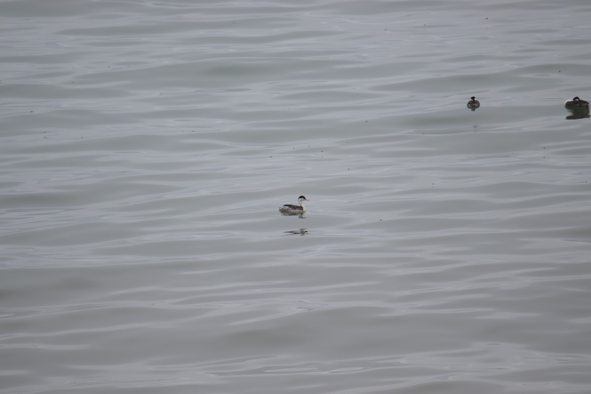 Clark's Grebe - ML624335291