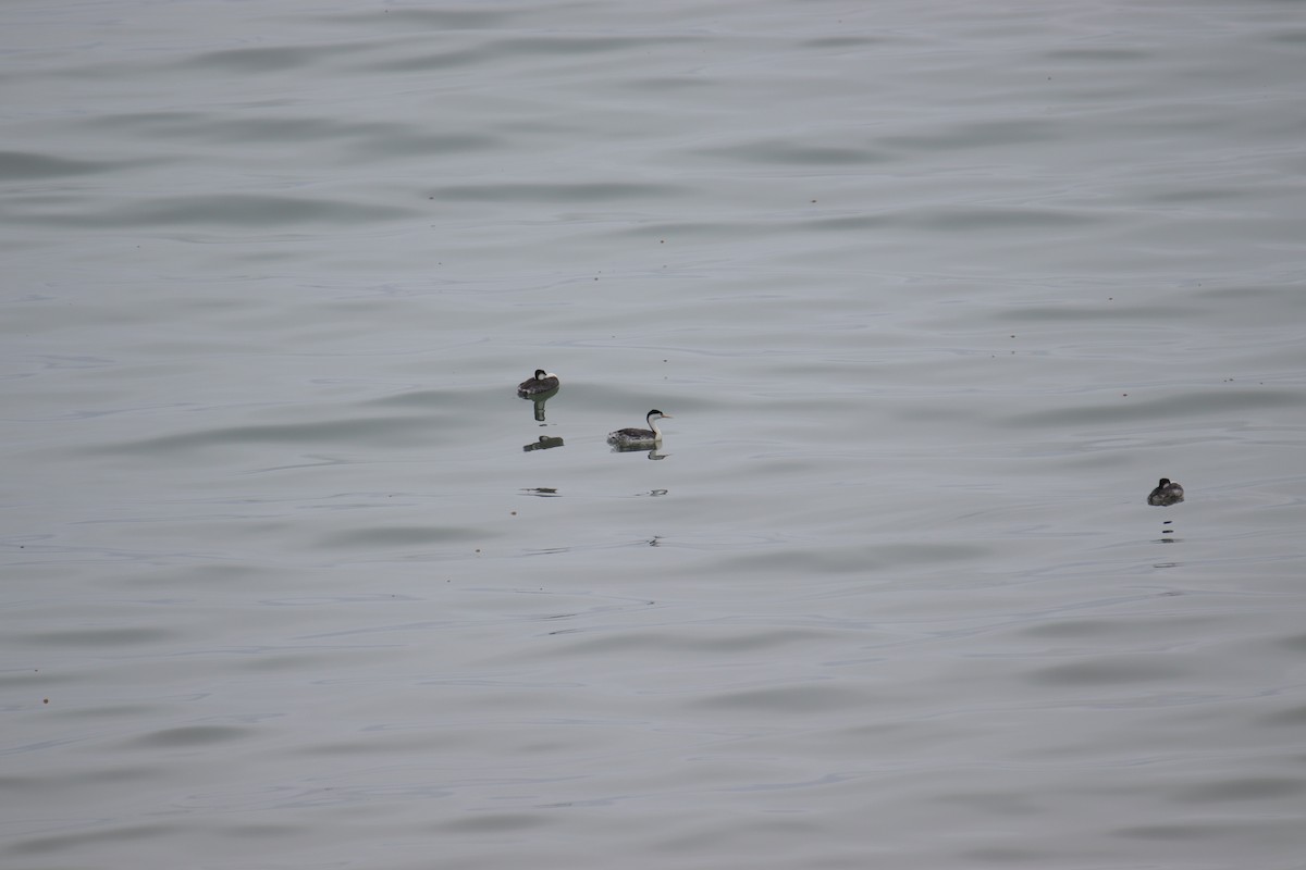 Clark's Grebe - ML624335292