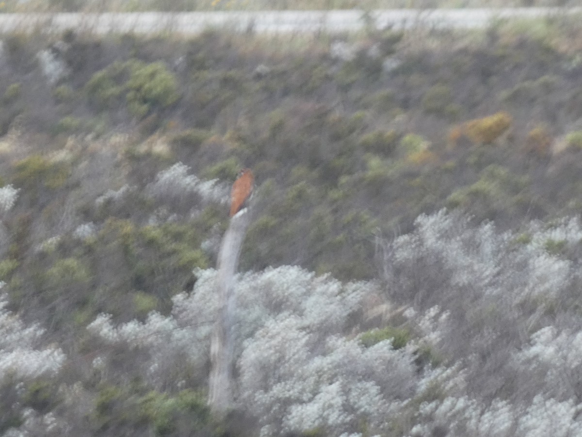 Nullarbor Quail-thrush - ML624335393