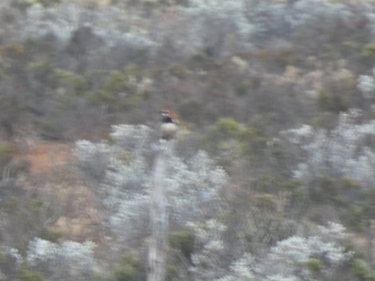 Nullarbor Quail-thrush - ML624335394