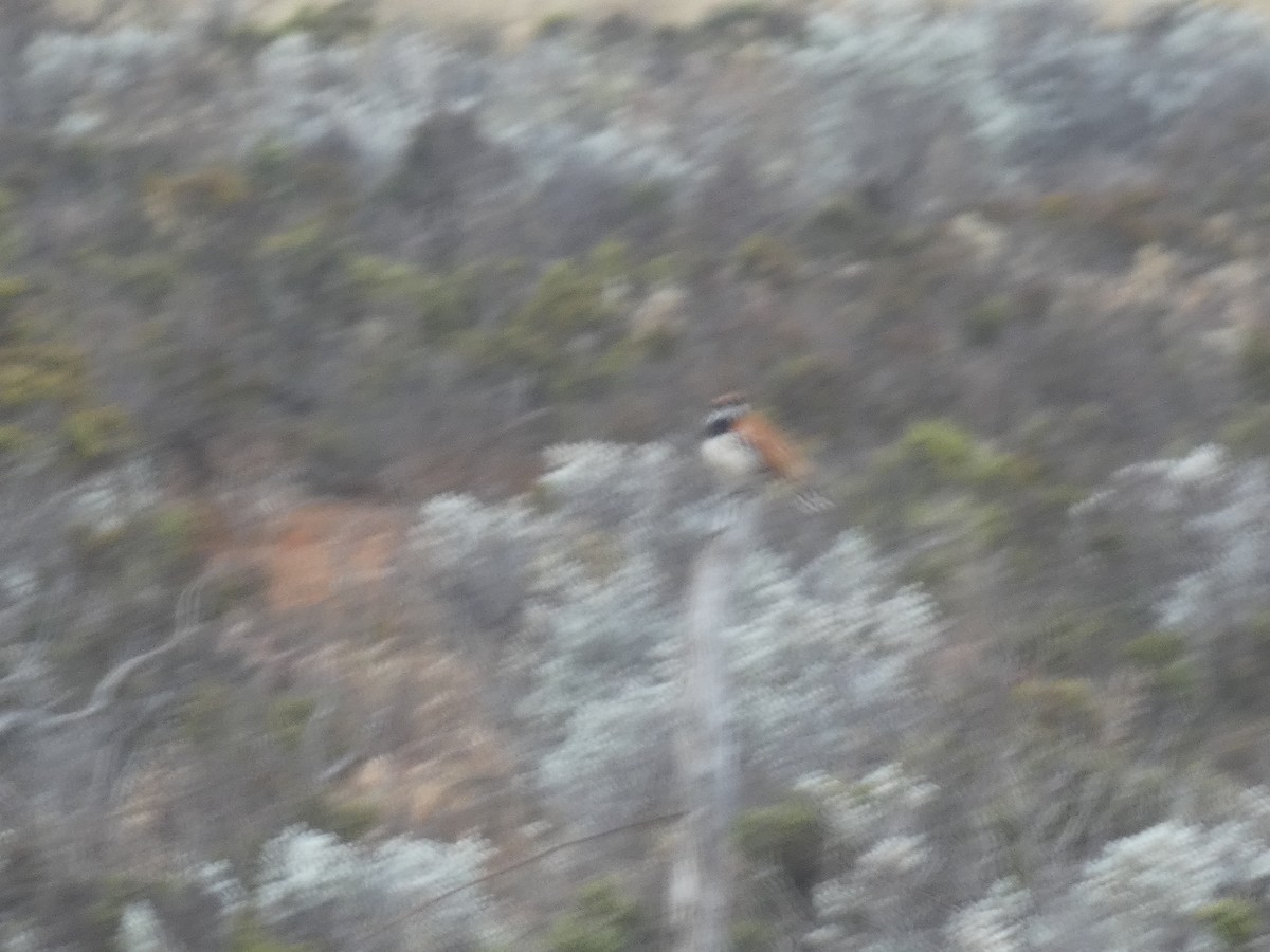 Nullarbor Quail-thrush - ML624335398