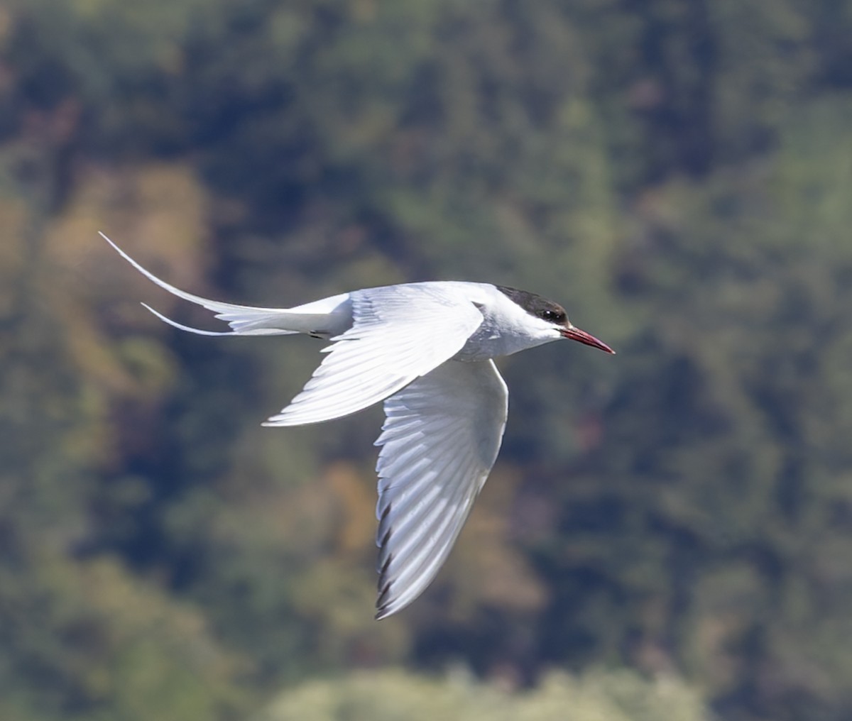 Arctic Tern - john bishop