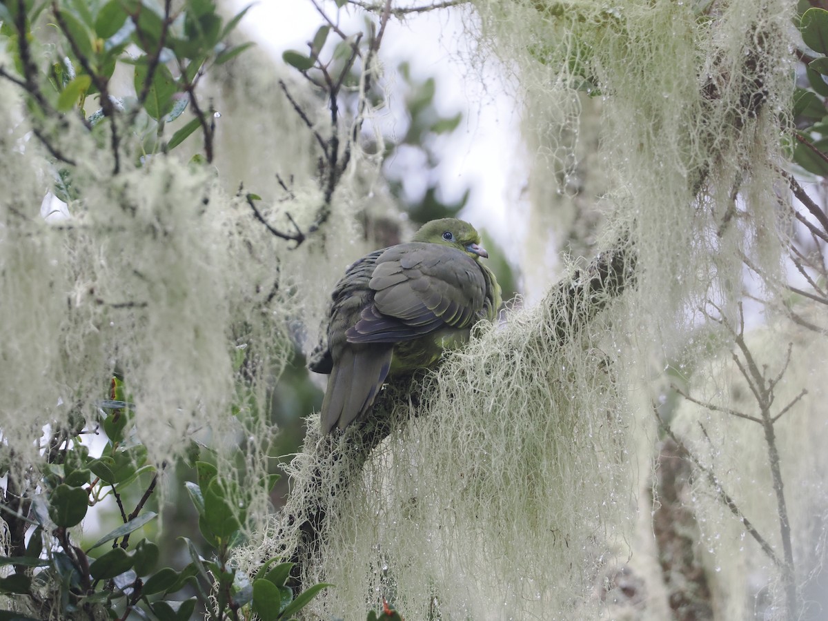 Wedge-tailed Green-Pigeon - ML624335404