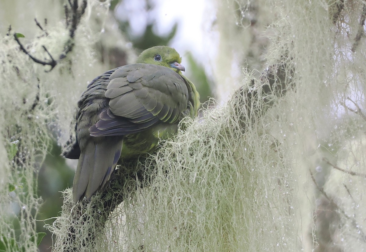 Wedge-tailed Green-Pigeon - ML624335430