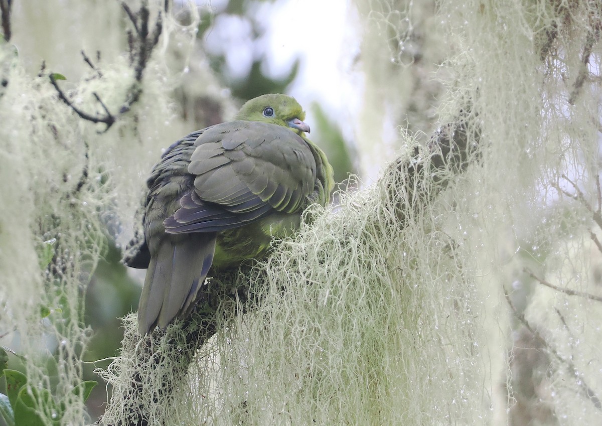 Wedge-tailed Green-Pigeon - ML624335445