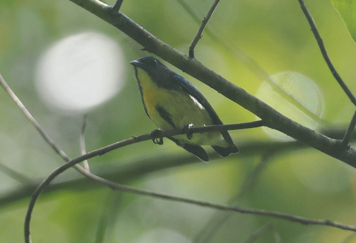 Sumatran Flowerpecker - ML624335557