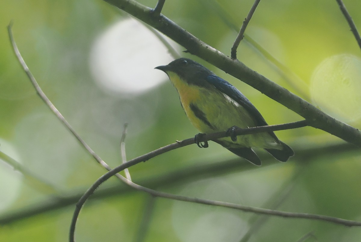 Sumatran Flowerpecker - ML624335573
