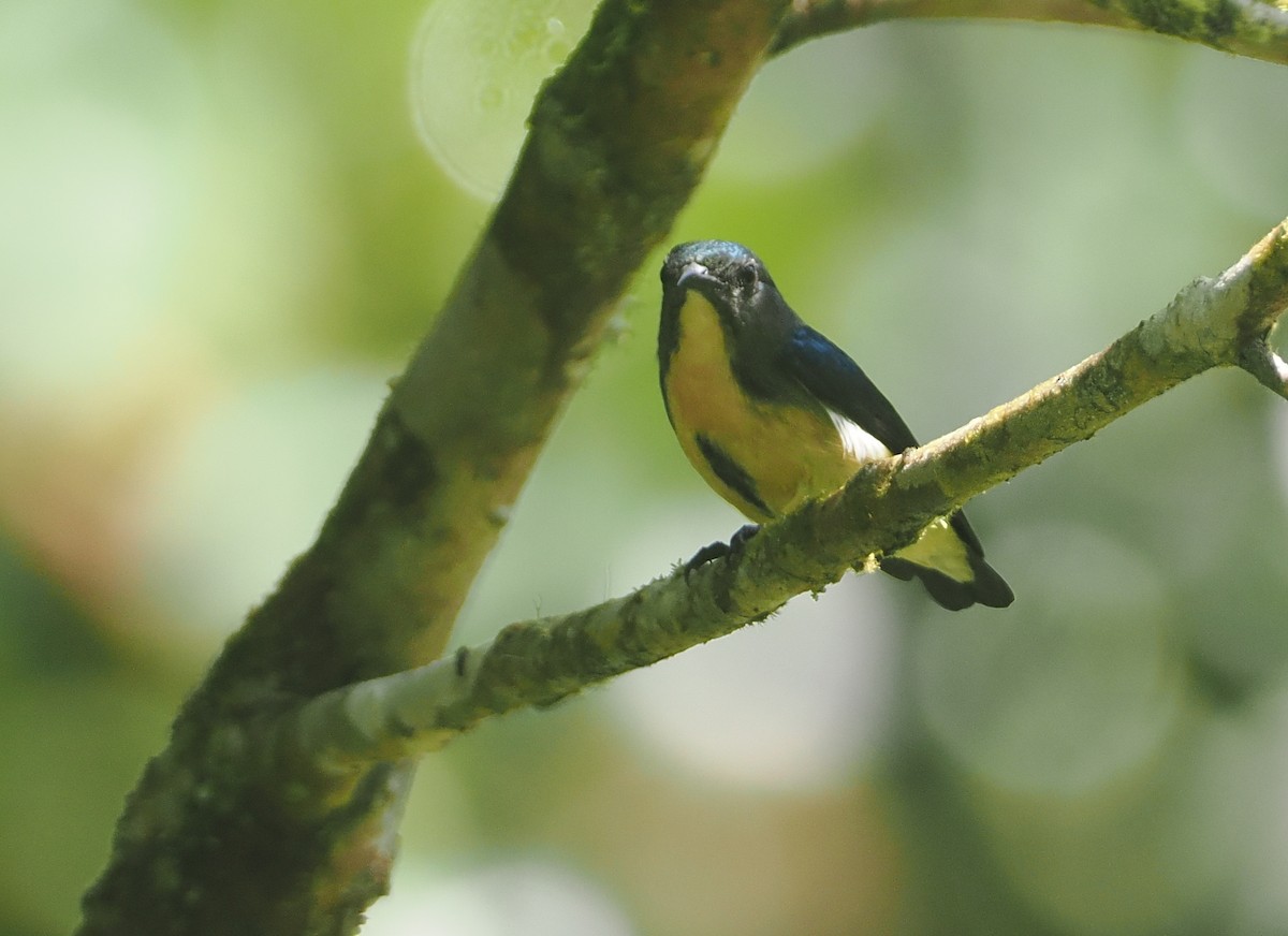 Sumatran Flowerpecker - ML624335577