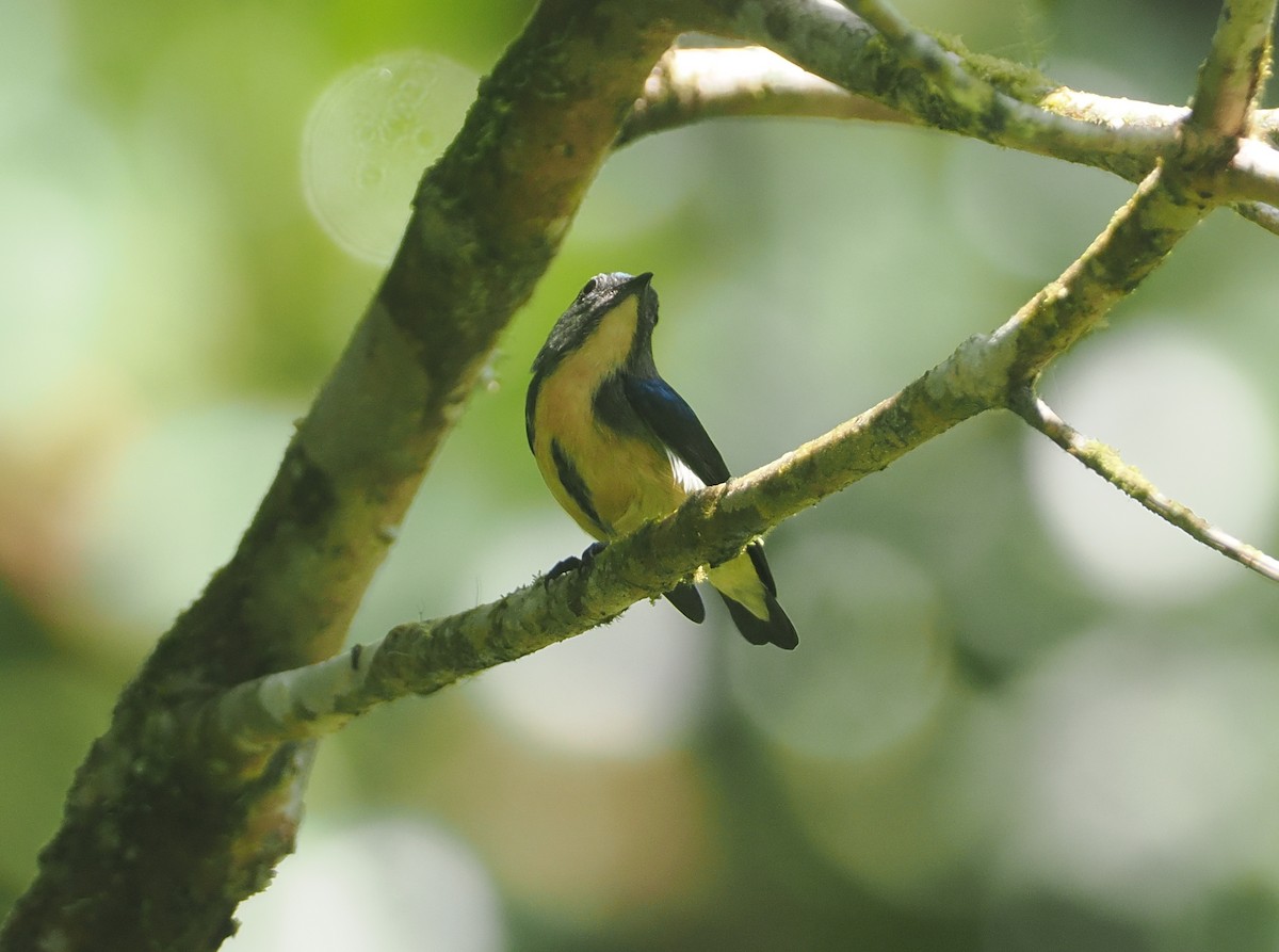 Sumatran Flowerpecker - ML624335605