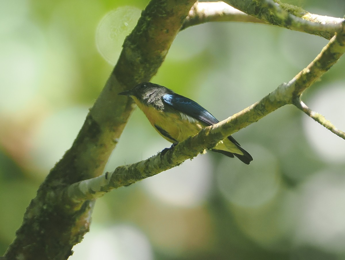 Sumatran Flowerpecker - ML624335606