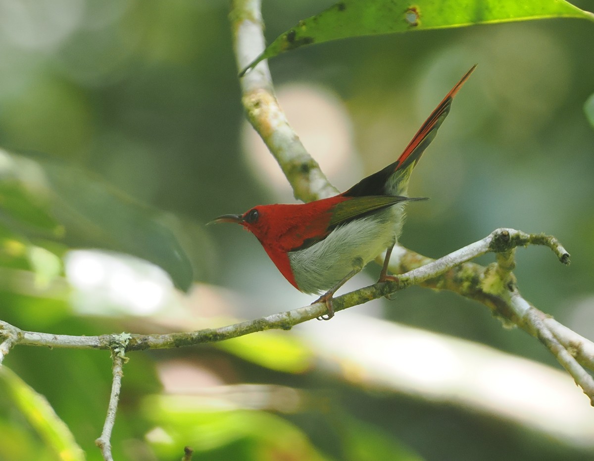 Temminck's Sunbird - ML624335618