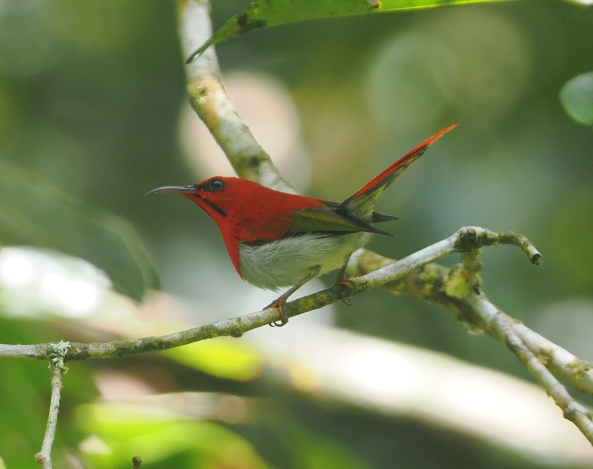 Temminck's Sunbird - ML624335625