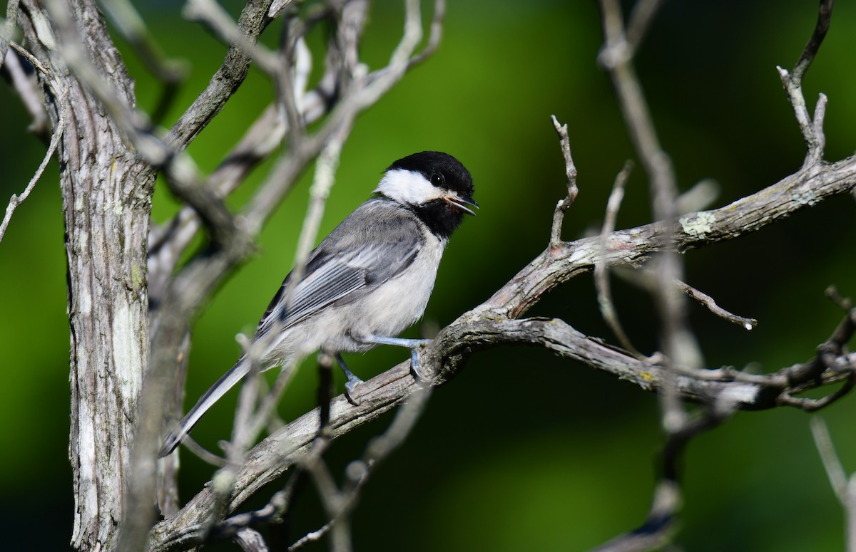 Black-capped Chickadee - ML624335626