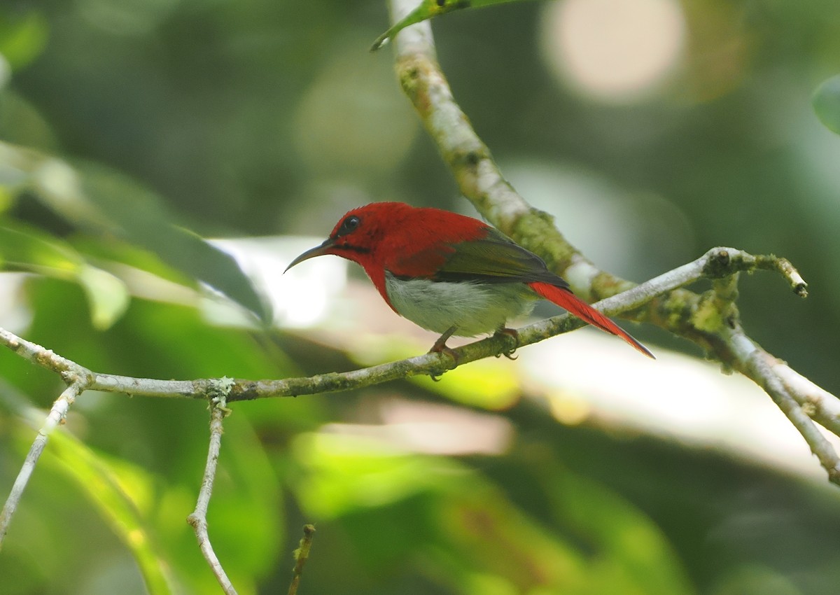 Temminck's Sunbird - ML624335633