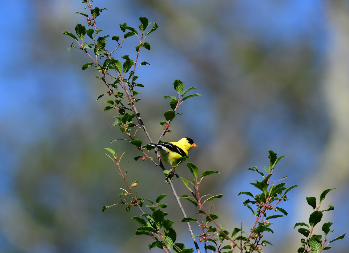 American Goldfinch - ML624335637