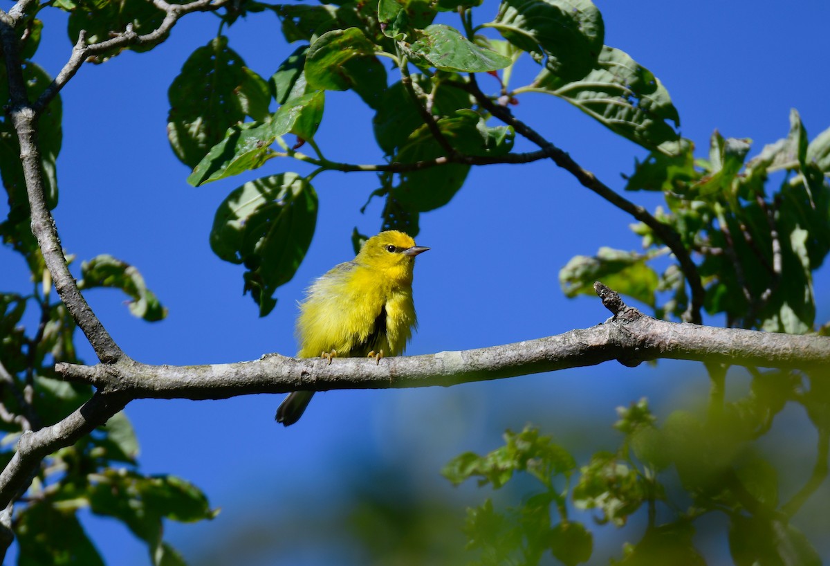 Blue-winged Warbler - ML624335643