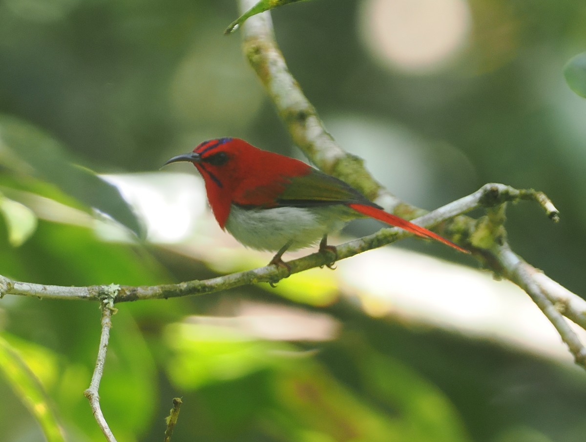 Temminck's Sunbird - ML624335645