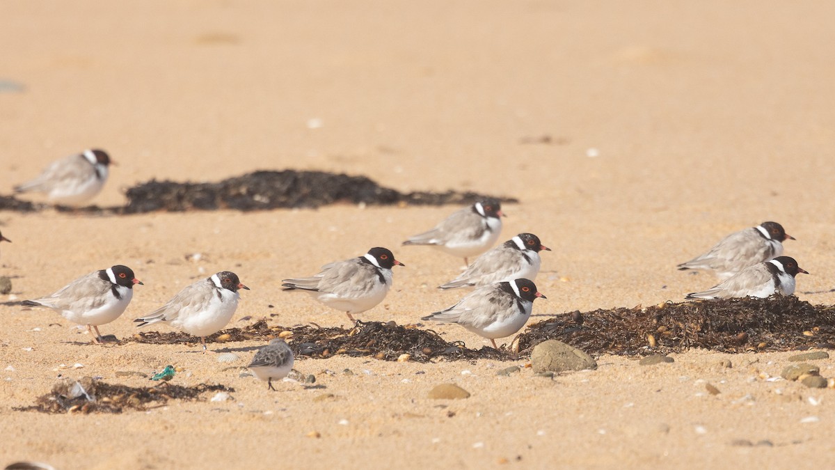 Hooded Plover - ML624335650
