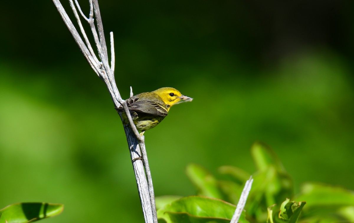 Prairie Warbler - ML624335653