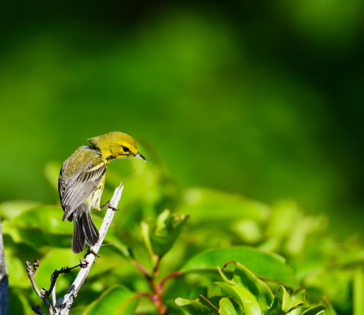 Prairie Warbler - ML624335654