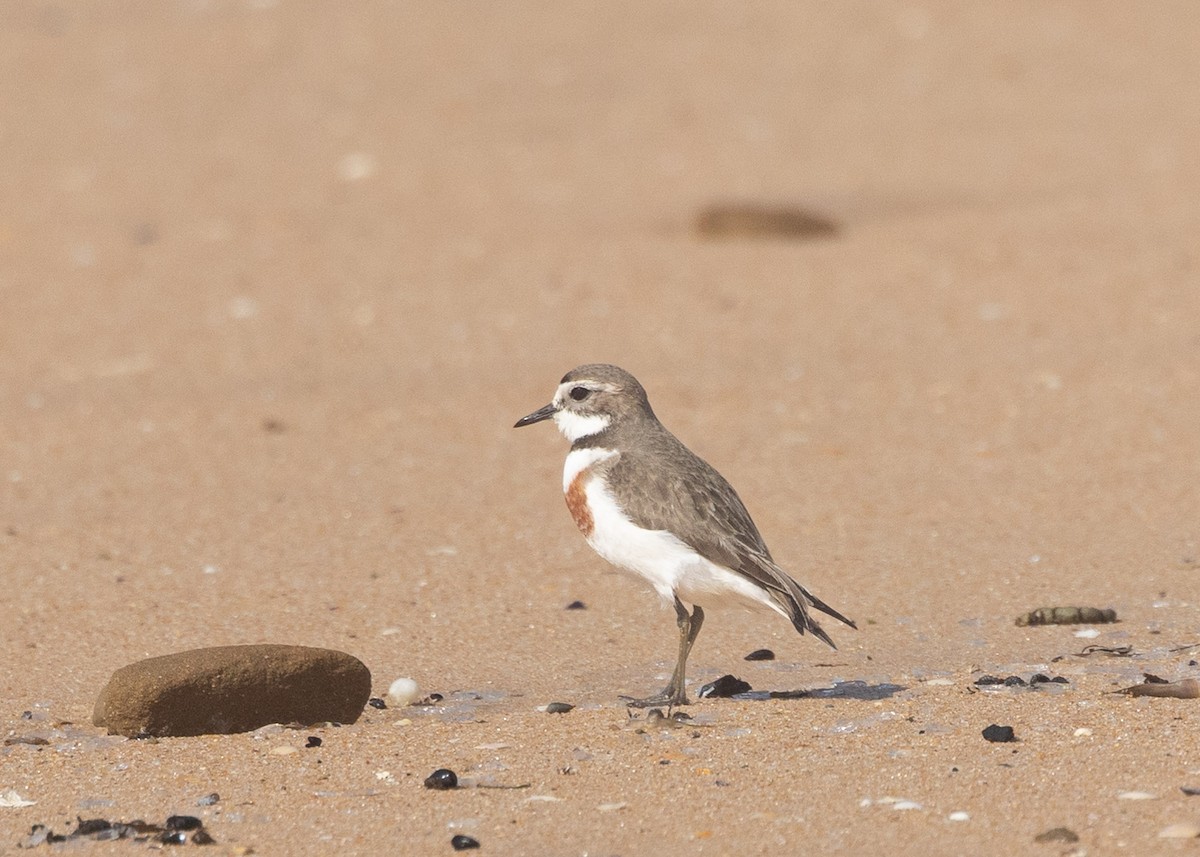 Double-banded Plover - ML624335657