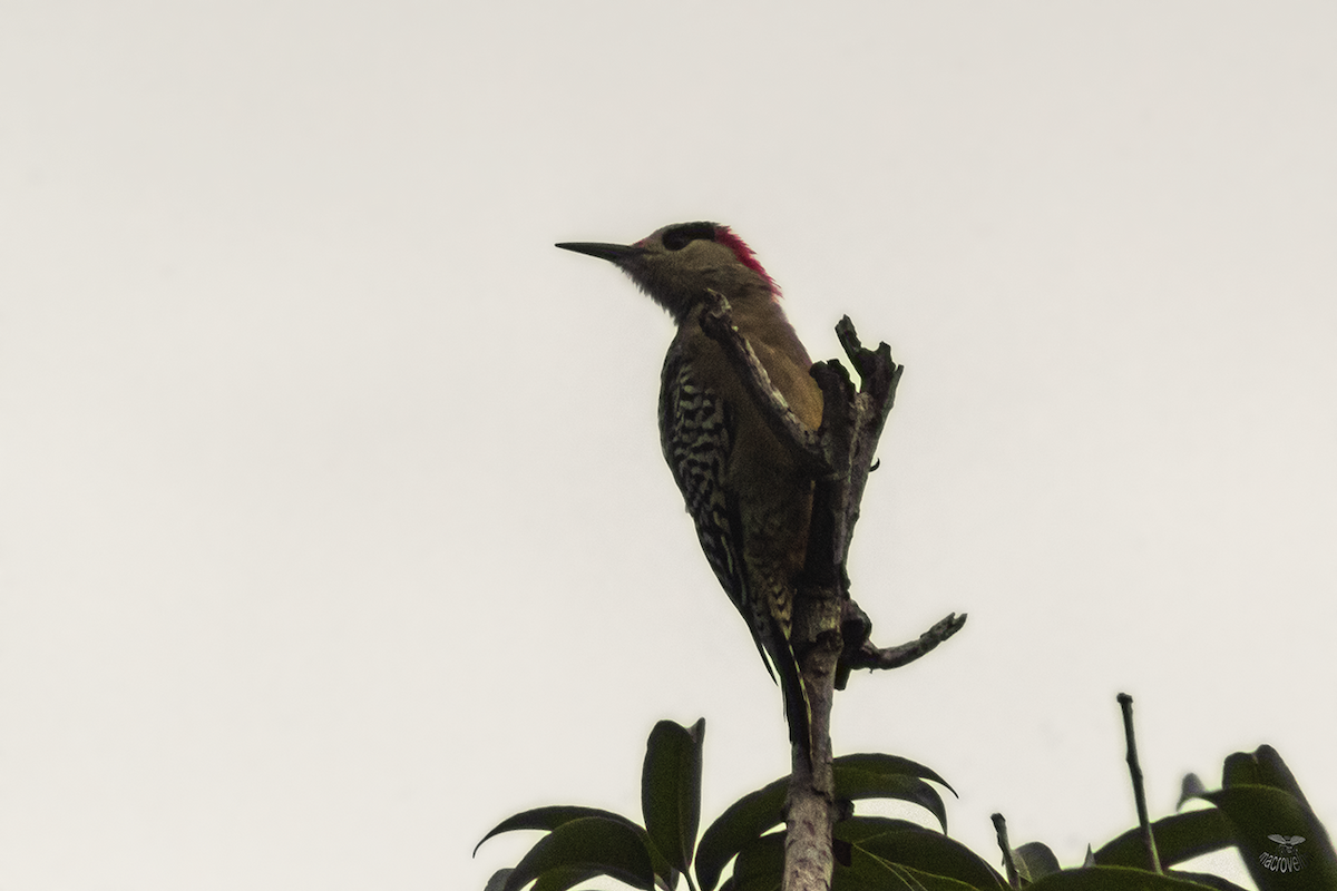 West Indian Woodpecker - ML624335660