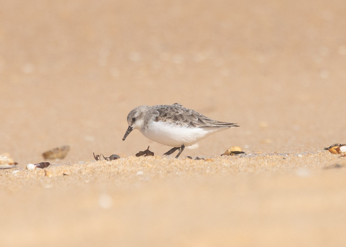 Red-necked Stint - ML624335661