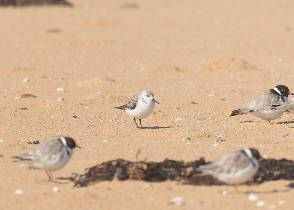 Sanderling - ML624335671