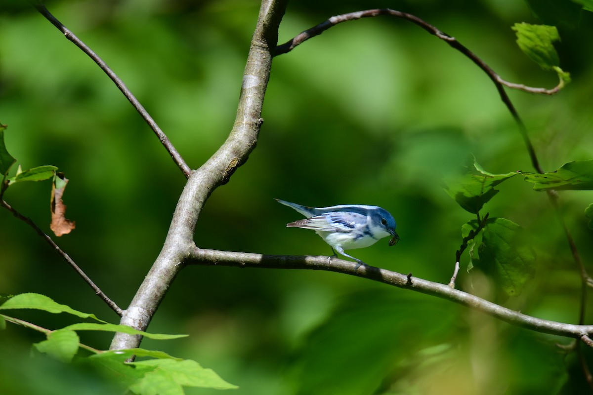 Cerulean Warbler - ML624335729