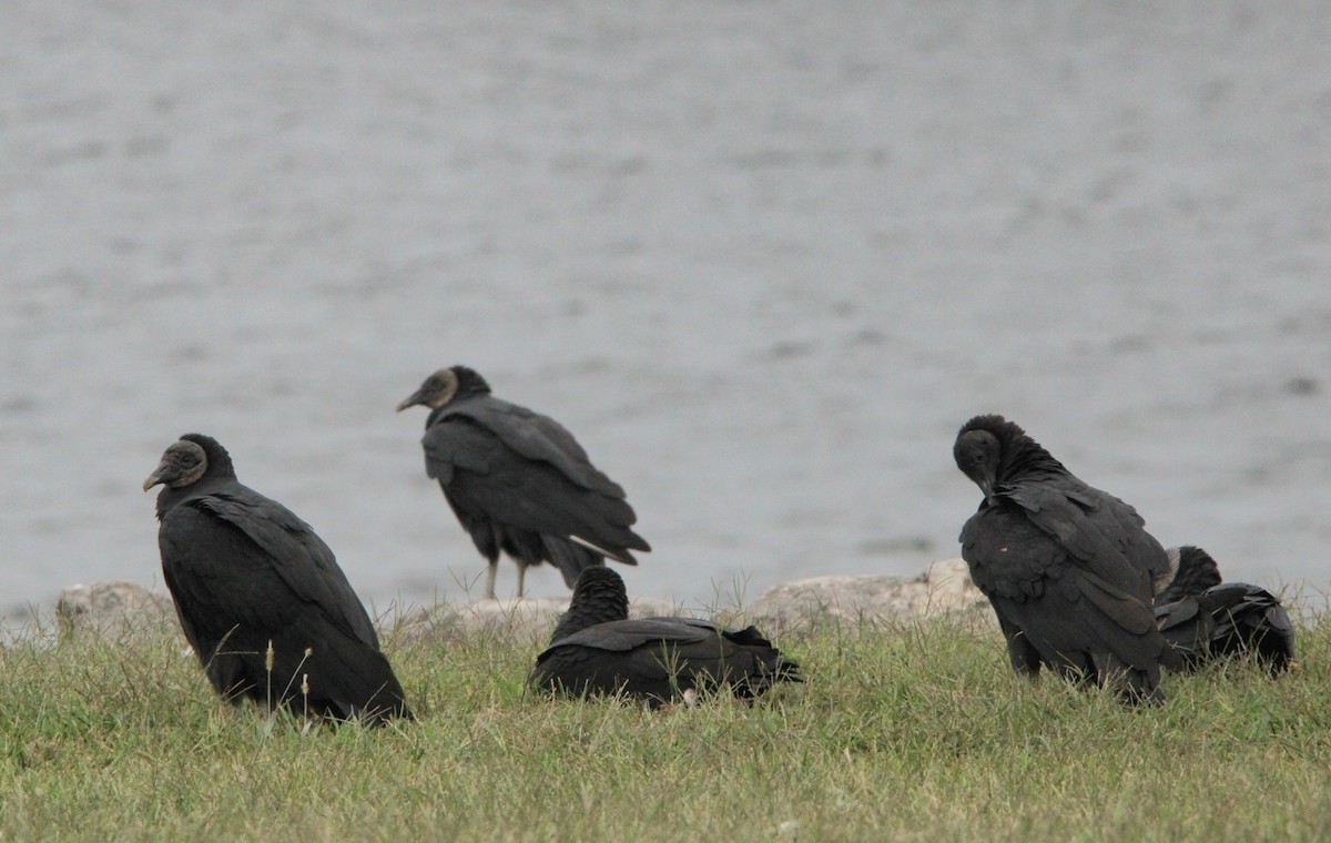 Black Vulture - ML624335767