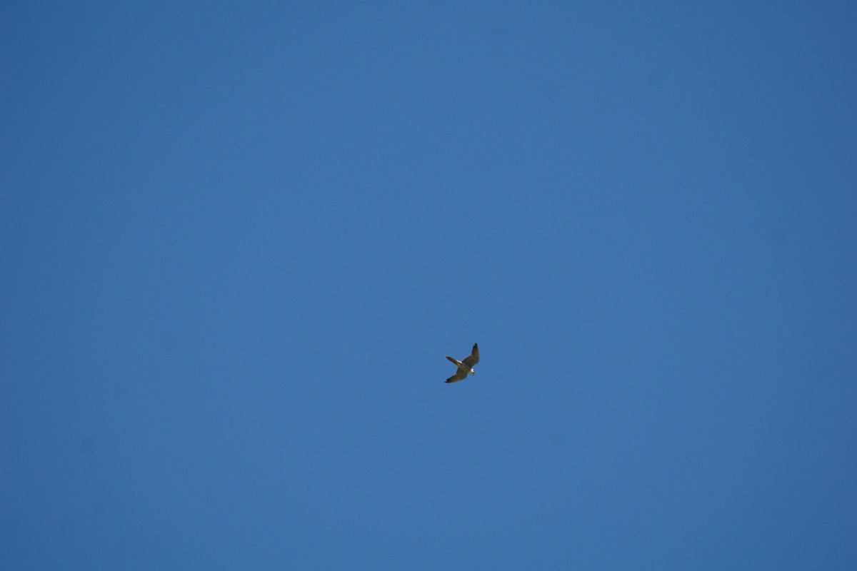 Peregrine Falcon (Eurasian) - Minjun Kim