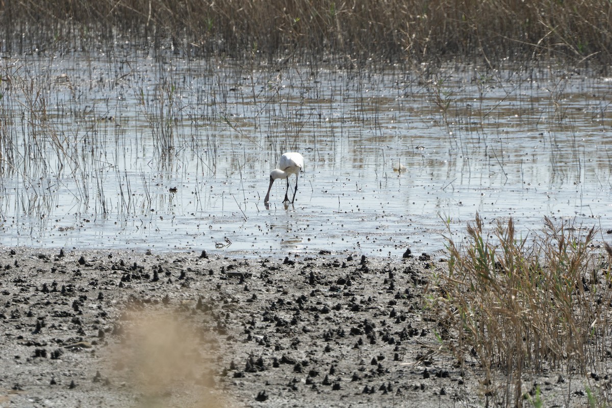 Black-faced Spoonbill - Minjun Kim
