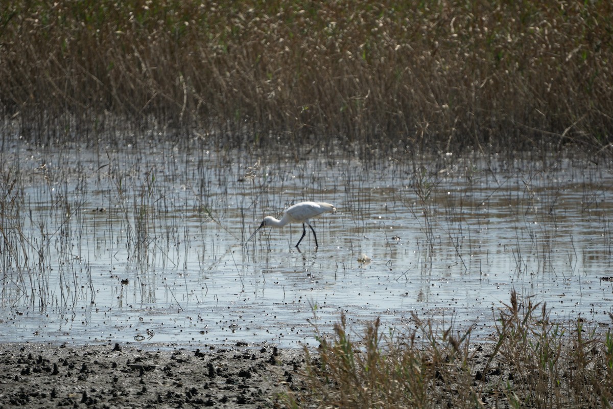 Black-faced Spoonbill - Minjun Kim