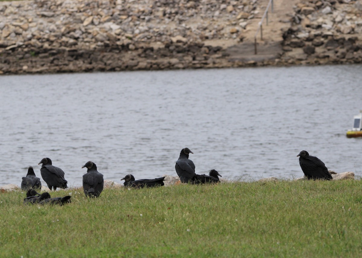 Black Vulture - ML624335861