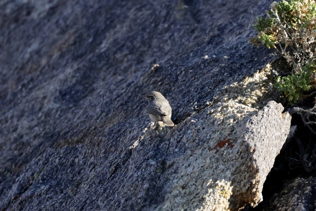 Rock Wren - ML624335885