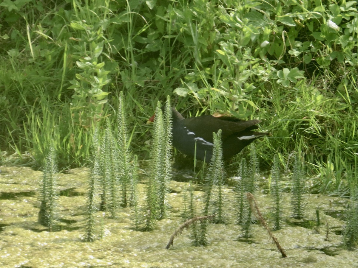 Eurasian Moorhen - James Leone