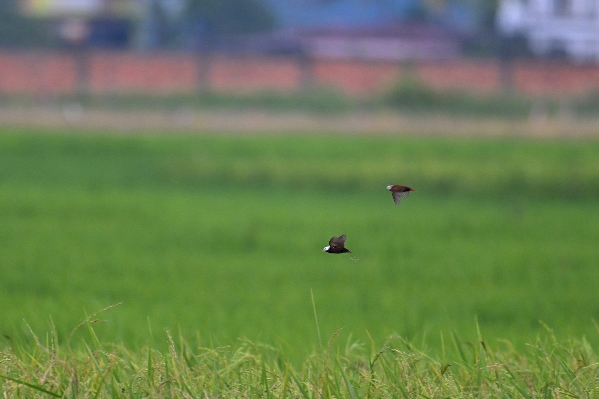 White-capped Munia - ML624336015