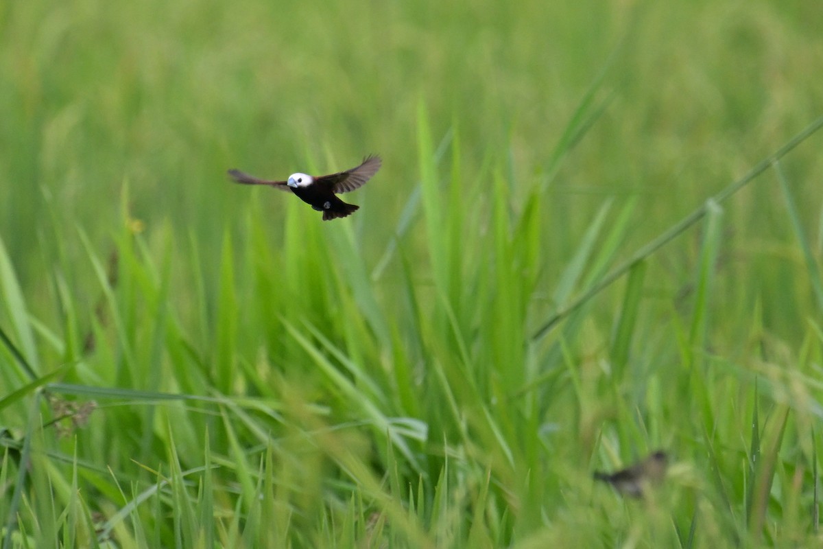 White-capped Munia - ML624336018