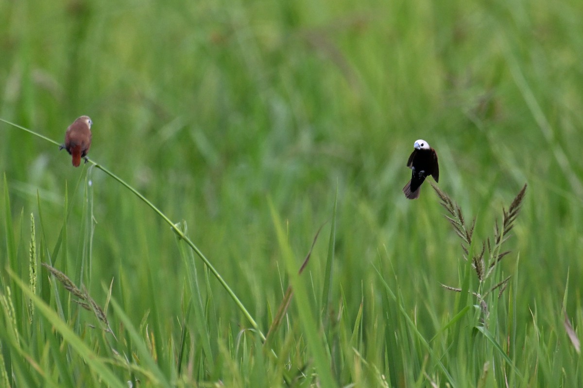 White-capped Munia - ML624336019